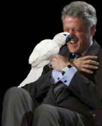 Clinton Parrot